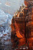 Red Cliffs in Zion Canyon during winter, Zion National Park, Utah, USA December 2012