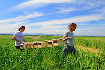 Scientists from the ONCFS (National Office for Hunting and Wildlife) carrying Black-bellied hamsters (Cricetus cricetus) before release, in a wheat field. Grussenheim, Alsace, France, June 2013.