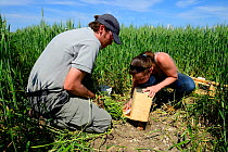 Scientists from the ONCFS (National Office for Hunting and Wildlife) releasing Black-bellied hamsters (Cricetus cricetus) in a wheat field. Grussenheim, Alsace, France, June 2013.