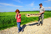 Scientist helped by young boy, with Black-bellied hamsters (Cricetus cricetus) for release in a wheat field.  Grussenheim, Alsace, France, June 2013