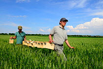 Scientists from the ONCFS (National Office for Hunting and Wildlife) with cages of Black-bellied hamsters (Cricetus cricetus) for release in a wheat field. Grussenheim, Alsace, France, June 2013.