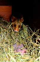 Female Black-bellied hamster (Cricetus cricetus) with her newborn babies, aged 2 days, Alsace, France, June 2013. Captive.