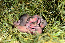 Newborn Common hamster (Cricetus cricetus) babies, aged 5 days, Alsace, France, June 2013, captive