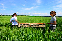 Scientists from the French Wildlife Department (ONCFS) with cages of Common hamsters (Cricetus cricetus) in a wheat field for release, Grussenheim, Alsace, France, June 2013