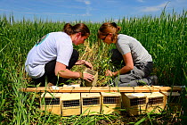 Scientists from the French Wildlife Department (ONCFS) releasing Common hamsters (Cricetus cricetus) in a wheat field.  Grussenheim, Alsace, France, June 2013