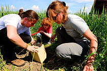 Scientists from the French Wildlife Department (ONCFS) helped by young boy, releasing Common hamsters (Cricetus cricetus) in a wheat field.  Grussenheim, Alsace, France, June 2013