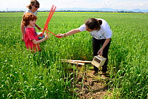 Scientists from the French Wildlife Department (ONCFS) helped by young boy, releasing Common hamsters (Cricetus cricetus) in a wheat field.  Grussenheim, Alsace, France, June 2013