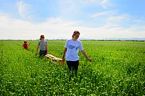 Scientists from the French Wildlife Department (ONCFS) with caged Common hamsters (Cricetus cricetus) for release, in a wheat field.  Grussenheim, Alsace, France, June 2013