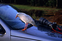 Kagu (Phynochetos jubatus) standing on car bonnet with camera, New Caledonia. Endangered and endemic