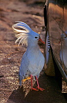 Kagu (Rhynochetos jubatus) challenging her reflection in the surface of a car, New Caledonia. Endemic and endangered