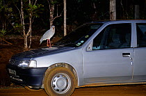 Kagu (Rhynochetos jubatus) sitting on car bonnet, New-Caledonia, endangered and endemic