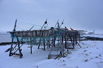 Fish drying on racks, Varangerfjord, Norway, March 2013.