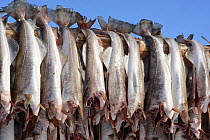 Fish drying on racks, Varangerfjord, Norway, March 2013.
