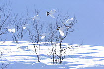 Small flock of Willow grouse (Lagopus lagopus) flying in winter plumage, Batsfiord, Norway, March.