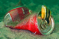 Brown Sabretooth Blenny (Petroscirtes lupus) in a discarded coke can. Sydney harbour, New South Wales, Australia.