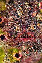 Tassled anglerfish (Rhycherus filamentosus) is almost perfectly camouflaged as it hides amongst marine life, waiting to ambush prey attracted to worm life lure. Blairgowrie, Mornington Penisular, Vict...