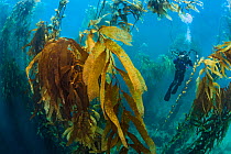 A diver photographs in a giant kelp forest (Macrocystis pyrifera). Fortescue Bay, Tasmania, Australia. Tasman Sea. This is the same species of giant kelp which is widespread on the Pacific coast of No...