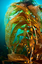 Gas bladders of a giant kelp plant (Macrocystis pyrifera). Fortescue Bay, Tasmania, Australia. Tasman Sea. This is the same species of giant kelp which is widespread on the Pacific coast of North Amer...