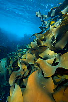 Fronds of bull kelp (Durvillaea potatorum) beneath waves. The Laterns, Tasmania, Australia. Tasman Sea.
