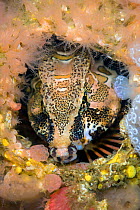 Grunt sculpin (Rhamphocottus richardsonii) looks out from its home in an empty barnacle shell. This unusual looking fish is evolved to resemble the giant acorn barnacle, when sheltering in a disused s...