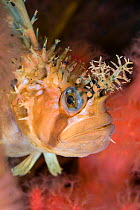 Decorated warbonnet (Chirolophis decoratus) peering out from its home in red soft corals (Gersemia rubiformis). Browning Pass, Vancouver Island, British Columbia, Canada. North East Pacific Ocean.