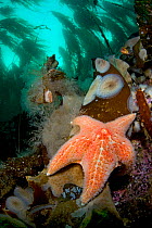 RF- Leather sea star or Garlic star (Dermasterias imbricata) in shallow water beneath forest. Browning Pass, Vancouver Island, British Columbia, Canada. North East Pacific Ocean. (This image may be li...