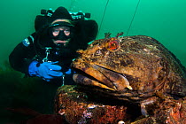 A diver encounters a male cabezon (Scorpaenichthys marmoratus) guarding eggs. This is a large fish which can weigh over 10kg. Edmonds Underwater Park, Seattle, Washington, USA. Puget Sound, North East...
