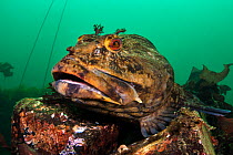 A male cabezon (Scorpaenichthys marmoratus) guarding eggs. This is a large fish which can weigh over 10kg. Edmonds Underwater Park, Seattle, Washington, USA. Puget Sound, North East Pacific Ocean.