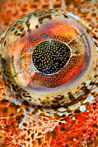 Eye detail of Red Irish lord (Hemilepidotus hemilepidotus). Browning Pass, Port Hardy, Vancouver Island, Canada.