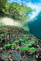 Green surf anemones (Anthopleura xanthogrammica) grow in shallow water below the temperate rain forest. Browning Pass, Port Hardy, Vancouver Island, British Columbia, Canada. North East Pacific Ocean.