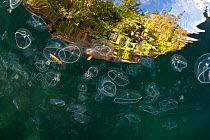 Mixed assemblage of jellyfish, mainly cross jellyfish (Earleria cellularia), at the surface. Browning Pass, Port Hardy, Vancouver Island, British Columbia, Canada. Pacific Ocean.