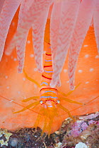 Candy stripe shrimp (Lebbeus grandimanus) shelters beneath the tentacles of its host anemone. Browning Wall, Browning Pass, Port Hardy, Vancouver Island, British Columbia, Canada. North East Pacific O...