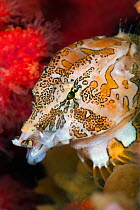 Portrait of a Grunt sculpin (Rhamphocottus richardsonii) yawns as it moves through soft corals and sponges. This unusual looking fish is evolved to resemble the giant acorn barnacle. The fish lives in...