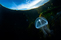 Cross jellyfish (Earleria cellularia) swims below the surface in the evening. Browning Pass, Vancouver Island, British Columbia, Canada. North East Pacific Ocean.