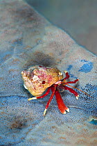 Maroon hermit crab / gold ring hermit crab (Pagurus hemphilli) climbs on a kelp leaf, covered in colonial seamatts. Browning Pass, Port Hardy, Vancouver Island, British Columbia, Canada. North East Pa...