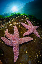 A pair of the pink variety of Ochre sea star (Pisaster ochraceus) in shallow water beneath the sun. Browning Pass, Vancouver Island, British Columbia, Canada. North East Pacific Ocean.