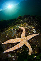Mottled sea star (Evasterias troschelii) in shallow water beneath the sun. Browning Pass, Vancouver Island, British Columbia, Canada. North East Pacific Ocean.
