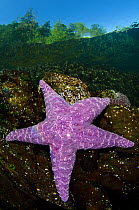 Purple sea star (Pisaster ochraceus) in shallow water beneath forest. Browning Pass, Vancouver Island, British Columbia, Canada. North East Pacific Ocean.