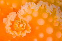 Detail of the sensory rhinophore of an Orange peel nudibranch (Tochuina tetraquetra). Browning Pass, Vancouver Island, British Columbia, Canada. North East Pacific Ocean.