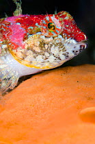 A portrait of a Scalyhead sculpin (Artedius harringtoni) on an orange sponge. This species is highly variable in colour, even occuring, as here, in very gaudy colours when living in richly colourful e...