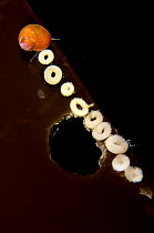 Wide lacuna snail (Lacuna vincta) lays a chain of doughnut shaped egg clutches on a kelp leaf. Browning Pass, Port Hardy, Vancouver Island, British Columbia, Canada. Pacific Ocean