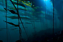 Scenic view of a bull kelp forest (Nereocystis luetkeana) in a current. Browning Pass, Port Hardy, Vancouver Island, British Columbia. Canada. North East Pacific Ocean.