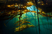 Scenic view of a bull kelp forest (Nereocystis luetkeana) with sunlight shining through the fronds. Browning Pass, Port Hardy, Vancouver Island, British Columbia. Canada. North East Pacific Ocean.
