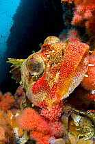 Red Irish lord (Hemilepidotus hemilepidotus) amongst red soft corals. Browning Wall, Port Hardy, Vancouver Island, Canada. North East Pacific Ocean.