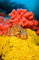 Red Irish lord (Hemilepidotus hemilepidotus) sets an ambush, resting on a yellow sponge, in front of red soft coral (Eunephthya rubiformis). Browning Pass, Port Hardy, Vancouver Island, British Columb...