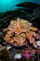 A large Puget Sound king crab (Lopholithodes mandtii) 50cm across in kelp. Browning Pass, Vancouver Island, British Columbia, Canada. North East Pacific Ocean.