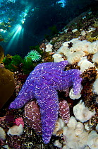 A pair of Purple sea stars (Pisaster ochraceus) climb on anemones in shallow water, beneath trees in Browning Pass, Port Hardy, Vancouver Island, British Columbia. Canada. North East Pacific Ocean.