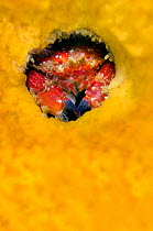 Pygmy cancer crab (Cancer oregonensis) makes its home in a hole within a yellow sponge. Browning Pass, Port Hardy, Vancouver Island, British Columbia, Canada. North East Pacific Ocean.