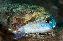 Lizardfish (Synodus synodus) eating a damselfish. Gran Canaria, Canary Islands, Spain. East Atlantic Ocean.