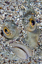 Face portrait of european flounder (Platichthys flesus) in coarse sand. Gardur, south west Iceland. North Atlantic Ocean.